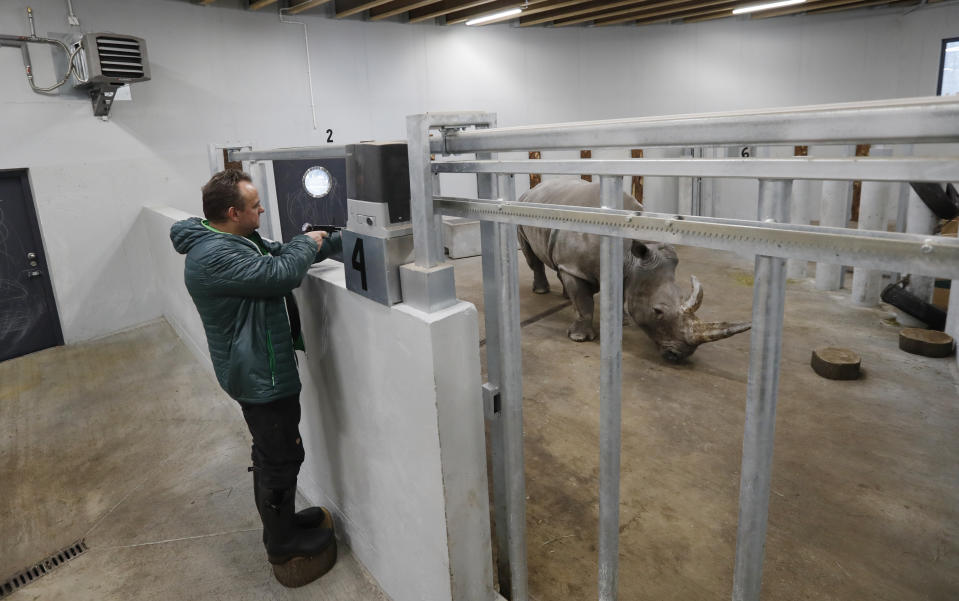 Anesthesiologists Frank Goeritz shoots a tranquilizing dart to sedate female southern white rhino, 17-year-old Hope, so team of experts can harvest its eggs at a zoo park in Chorzow, Poland, Wednesday, Feb. 13, 2019. (AP Photo/Petr David Josek)