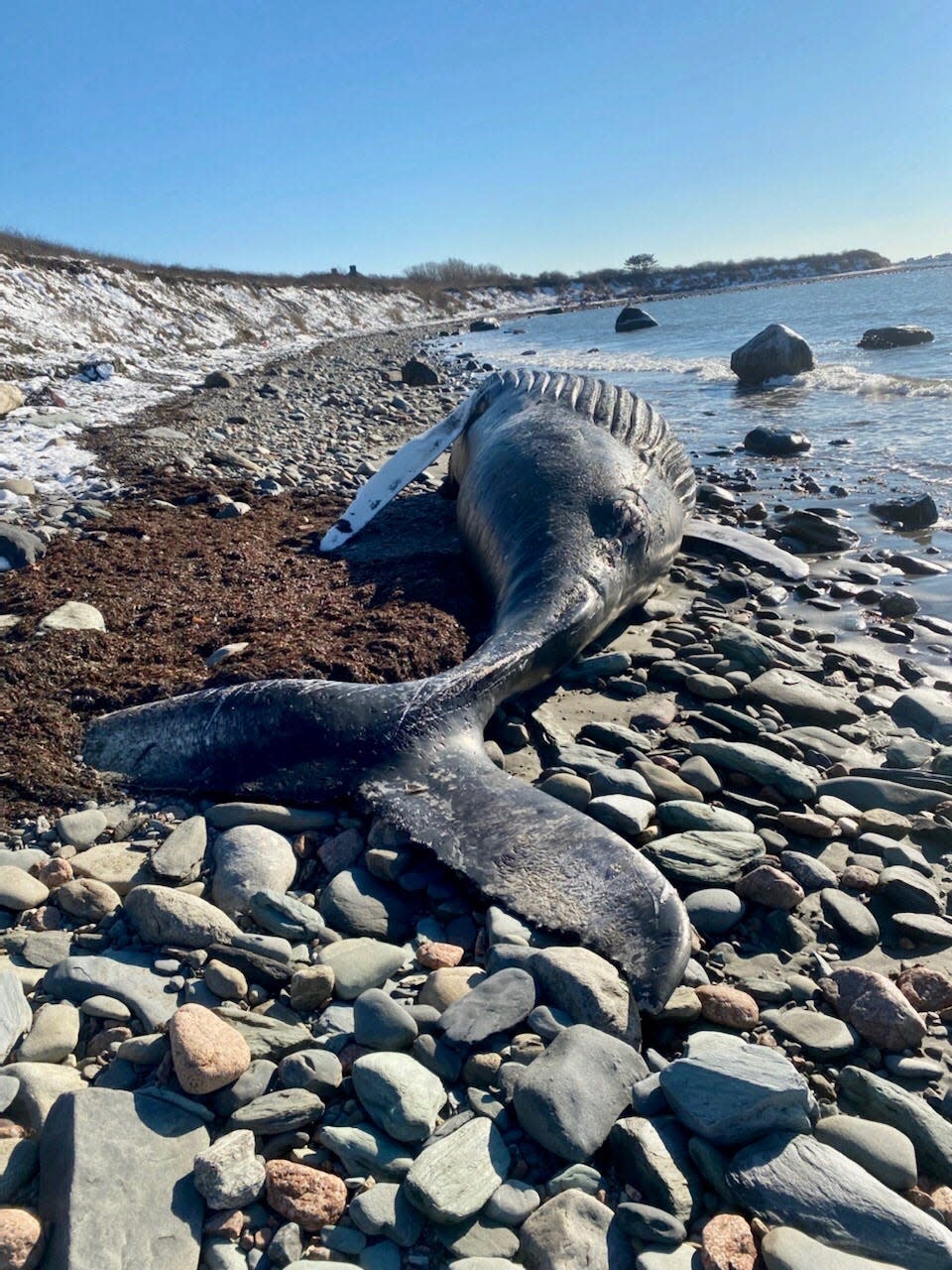 A humpback whale that washed up in Little Compton on Saturday is estimated to weigh about 10 tons.