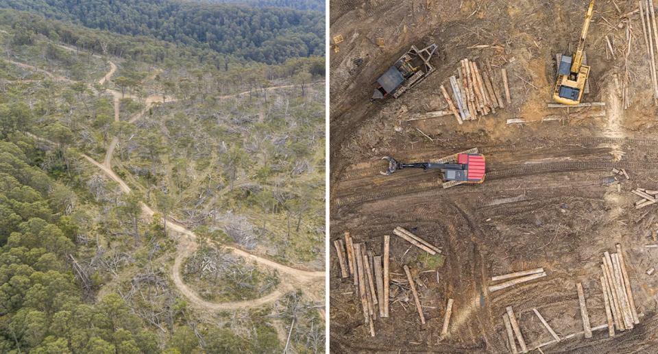 Two aerial images of Forestry Corporation of NSW logging coups.