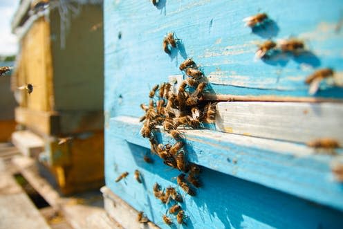   <span class="attribution"><a class="link " href="https://www.shutterstock.com/image-photo/close-flying-bees-wooden-beehive-plenty-1399101203?src=AsbFqAb3cDNMZwdD4SoXdA-3-27" rel="nofollow noopener" target="_blank" data-ylk="slk:Aleksandr Gavrilychev/Shutterstock;elm:context_link;itc:0;sec:content-canvas">Aleksandr Gavrilychev/Shutterstock</a></span>