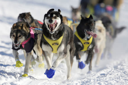 Melissa Stewart's team competes in the official restart of the Iditarod, a nearly 1,000 mile (1,610 km) sled dog race across the Alaskan wilderness, in Fairbanks, Alaska. REUTERS/Nathaniel Wilder