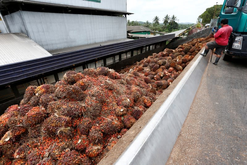 A worker unloads palm oil fruit bunches from a lorry inside a palm oil mill in Bahau, Negeri Sembilan