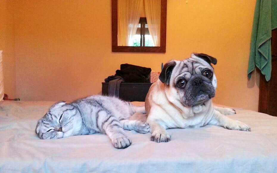 Pug and Cat Travel Spain