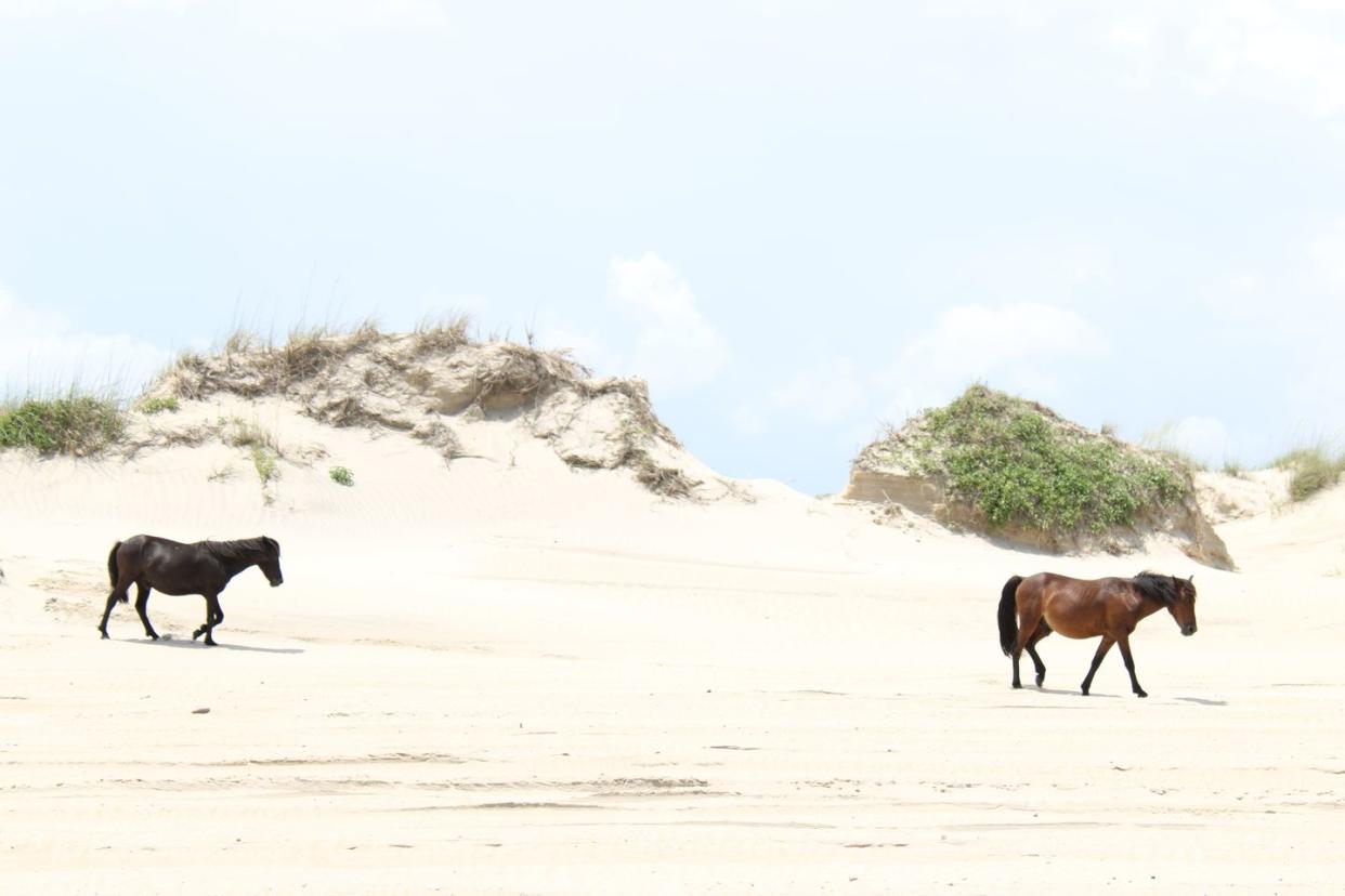 side view of horse standing on field against sky,corolla,north carolina,united states,usa