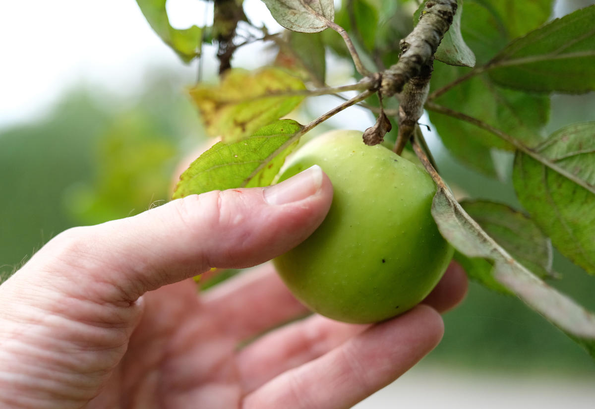 Apple picks the low-hanging fruit in iPhone unveil: Morning Brief