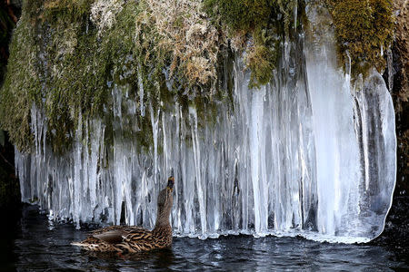 A duck looks at icicles at a pond in Bern, Switzerland February 26, 2018. REUTERS/Stefan Wermuth