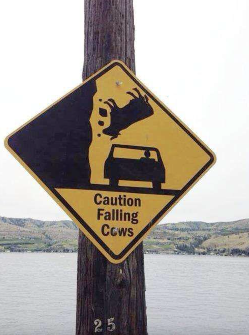 "Caution Falling Cows"