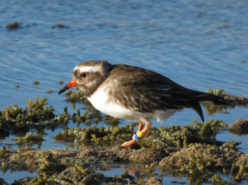 A shore plover, which is a critically endangered bird species in New Zealand: New Zealand Department of Conservation
