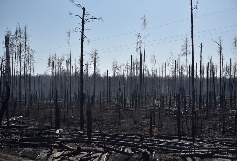 Burned trees are seen after a forest fire outside the settlement of Poliske located in the exclusion zone around the Chernobyl nuclear power plant