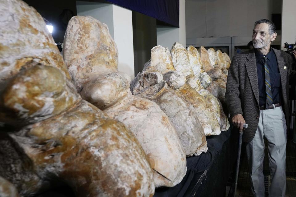 The bones were first discovered more than a decade ago by Urbina from the University of San Marcos’ Natural History Museum. An international team spent years digging them out from the side of a steep, rocky slope in the Ica desert, a region in Peru that was once underwater and is known for its rich marine fossils.  (Martin Mejia / AP)