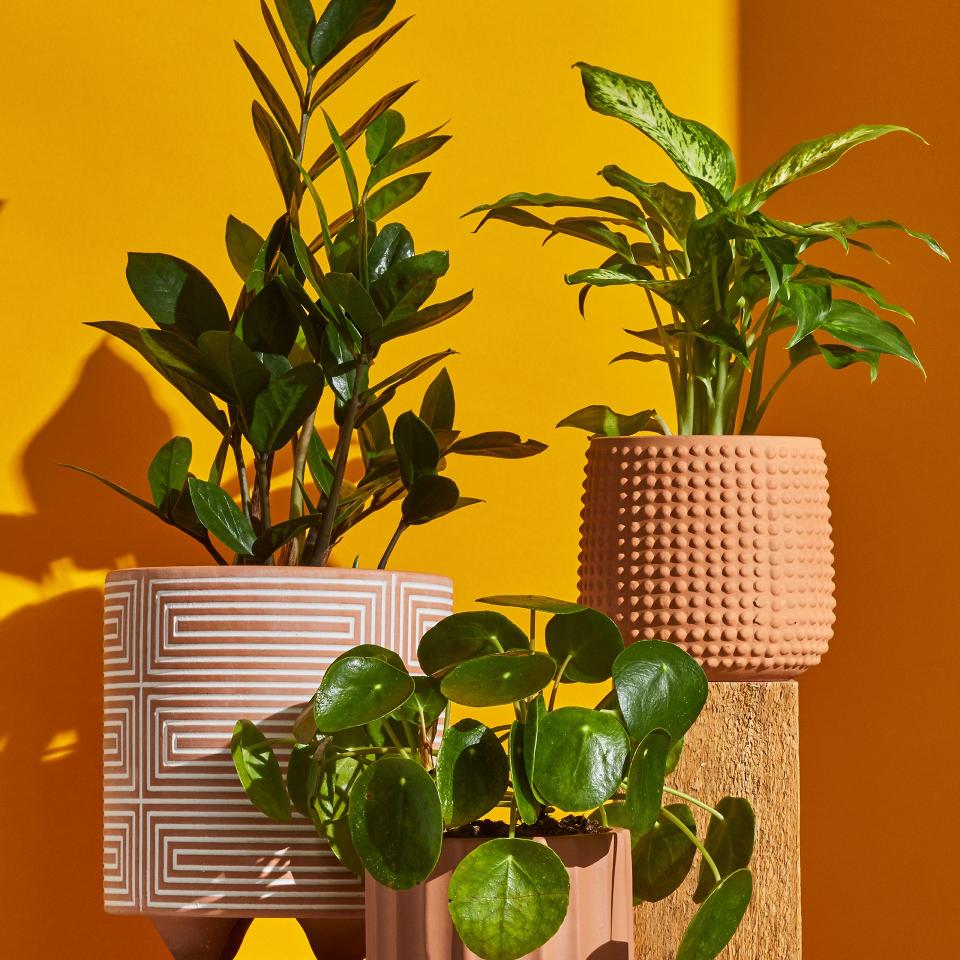 We Found the Best Houseplants for Your Kitchen