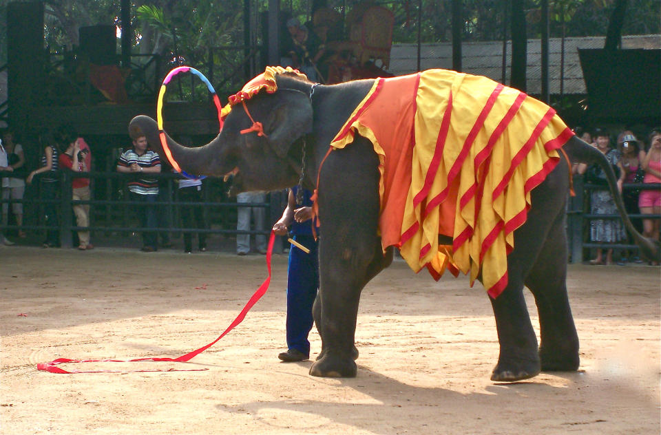 An elephant performs with a hula hoop.