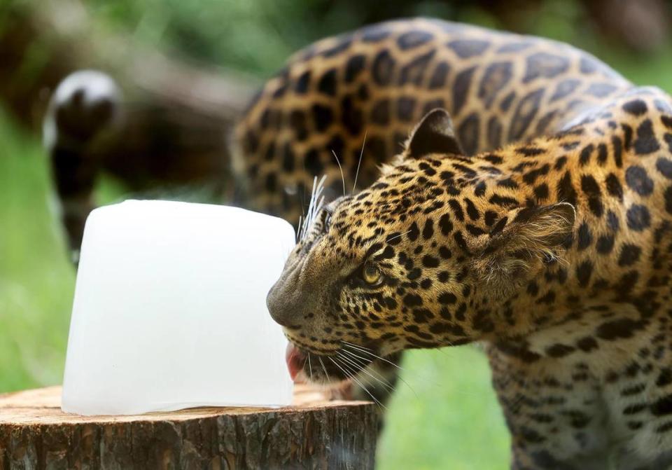 Hatch, an African leopard, licks a block of ice while cooling off in his habitat at the Fort Worth Zoo on Tuesday, June 20, 2023.