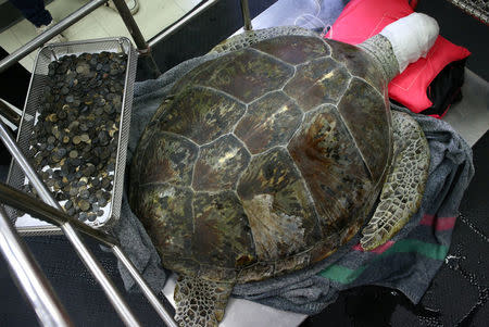 Omsin, a 25 year old femal green sea turtle, rests next to a tray of coins that were removed from her stomach after a surgical operation at the Faculty of Veterinary Science, Chulalongkorn University in Bangkok, Thailand, March 6, 2017. REUTERS/Athit Perawongmetha