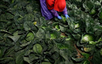 <p>Farmworker Elias Solis, of Mexicali, Mexico, picks cabbage before dawn in a field outside of Calexico, Calif., March 6, 2018. (Photo: Gregory Bull/AP) </p>
