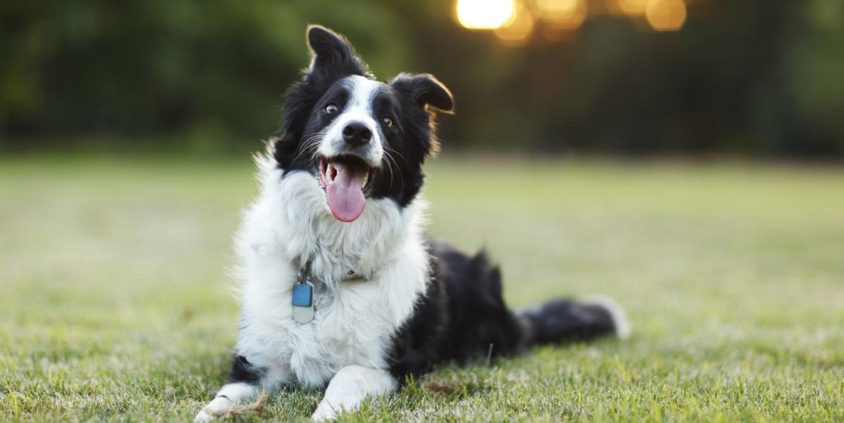 Top 10 Smartest Dog Breeds  Most Intelligent Dogs - Parade Pets