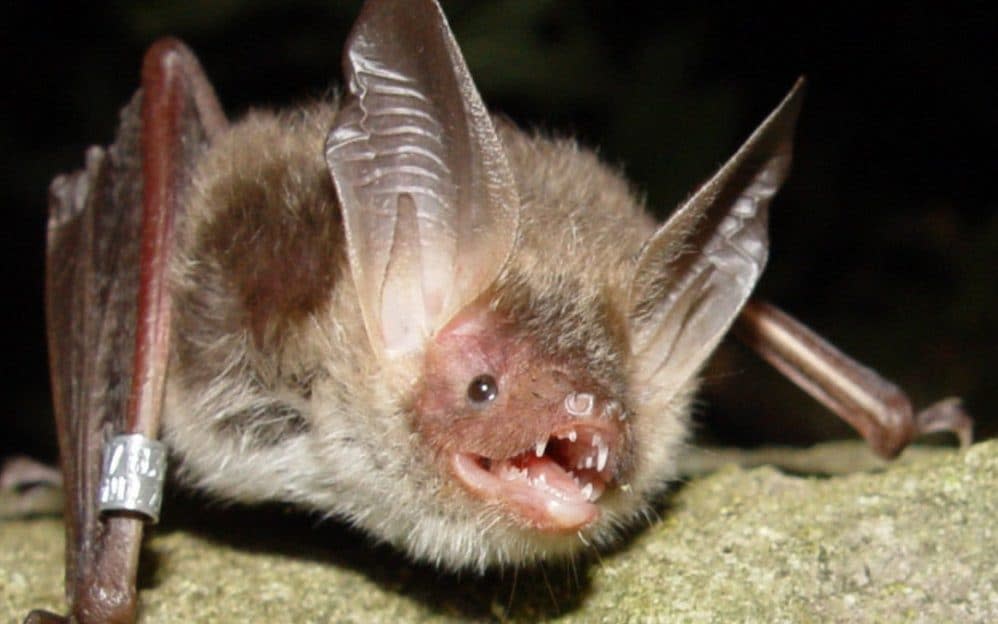 HS2 caught up in a row over the potential disturbance of the Bechstein’s bat - Wessex news 