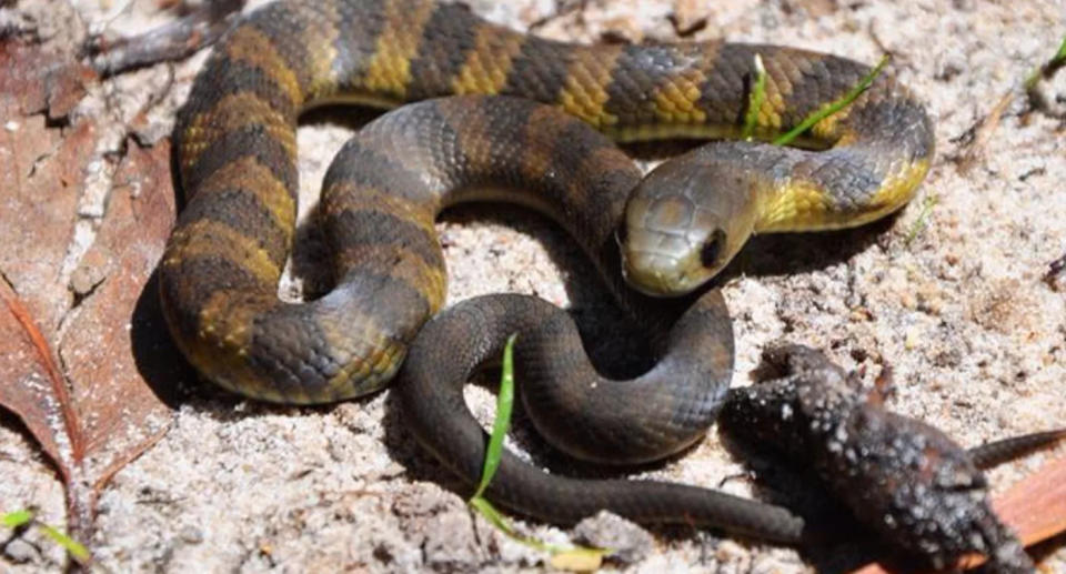 Yellow and black tiger snake. 