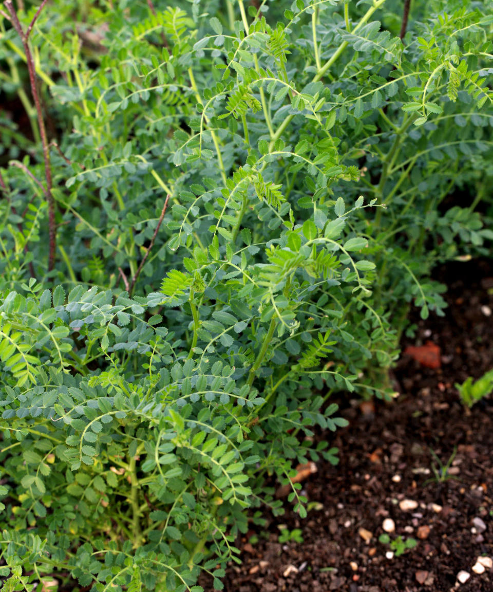 chickpeas flourishing in well prepared ground in summer kitchen garden