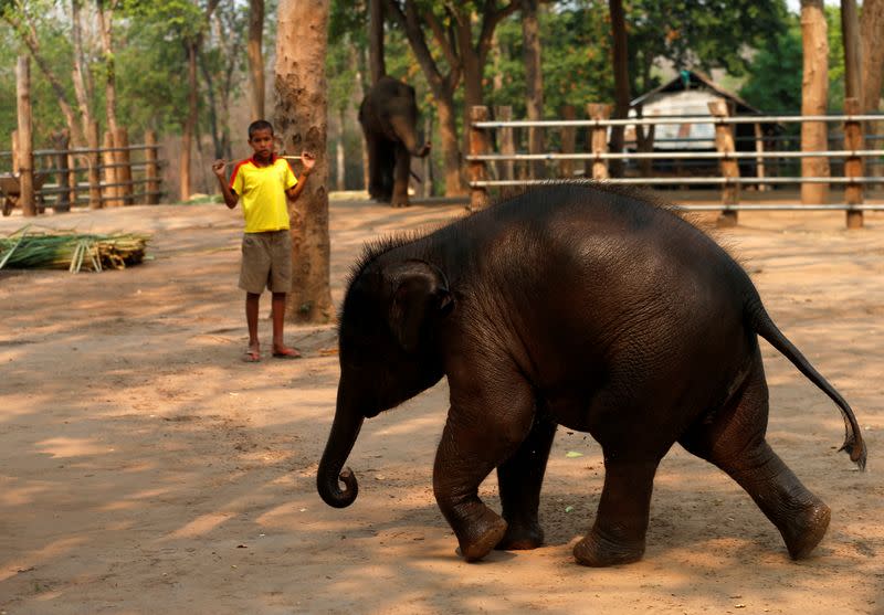 No work for Thailand's tourist elephants due nationwide lockdown