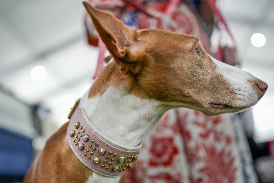 Alta, an Ibizan Hound, wears a bejeweled collar in the kenneling area during the 147th Westminster Kennel Club Dog show, Monday, May 8, 2023, at the USTA Billie Jean King National Tennis Center in New York. (AP Photo/John Minchillo)