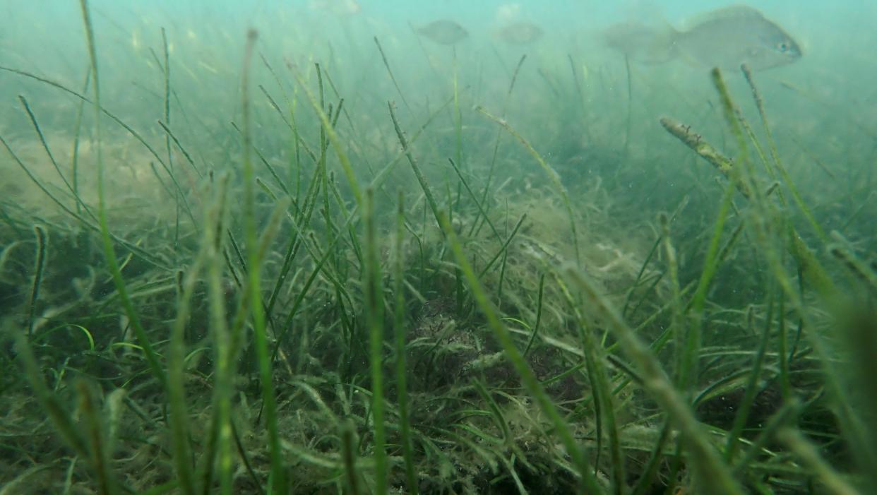 Seagrass meadows provide important foraging and nursery habitats for many fish and crustacean species. But warming ocean temperatures are increasing environmental stresses on these marine habitats.