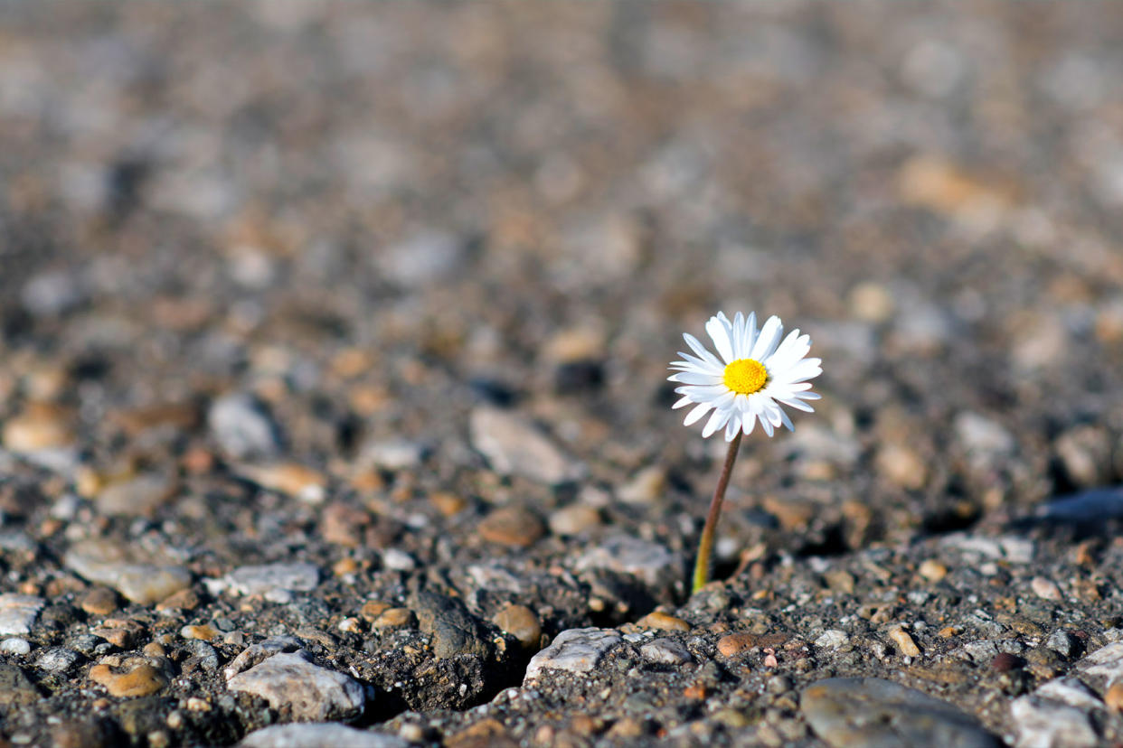 Daisy coming out of cracked earth Getty Images/ljubaphoto