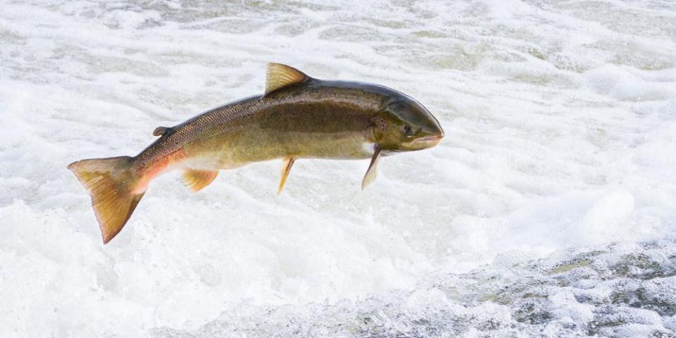 salmon jumping river