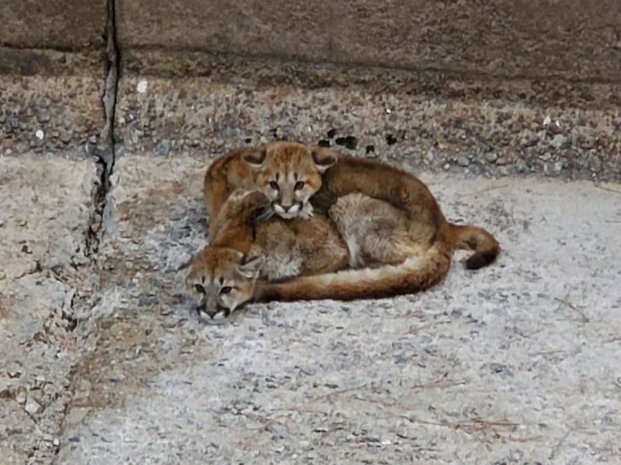 CPW rescues yearling mountain lions from spillway