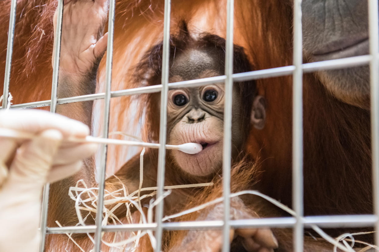 Die kleine Padma stammt gar nicht von ihrem vermuteten Papa, Orang-Utan-Männchen Budi. (Bild: Torben Weber/Zoo Basel/dpa)