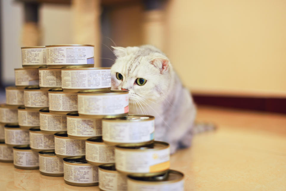 Katzenfutter gibt es häufig in Dosen (Symbolbild: Getty Images)