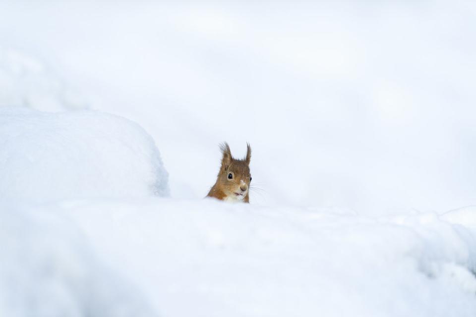 Red squirrel