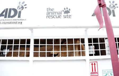 A former circus lion looks out from inside its cage in Callao, Peru, as it is prepared for transportation to a wildlife sanctuary in South Africa, April 29, 2016. REUTERS/Janine Costa