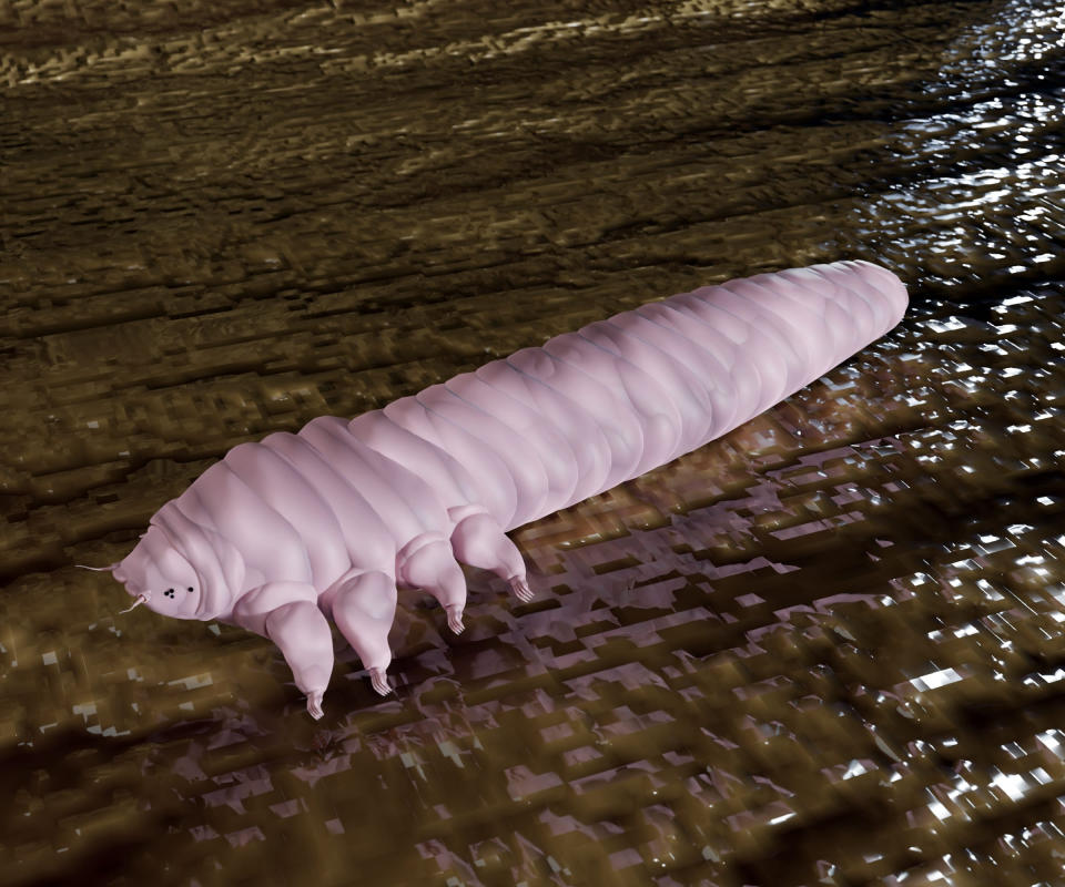 Demodex folliculorum mite is a type of parasite that lives on humans. tey are among the smallest of arthropods 3d rendering