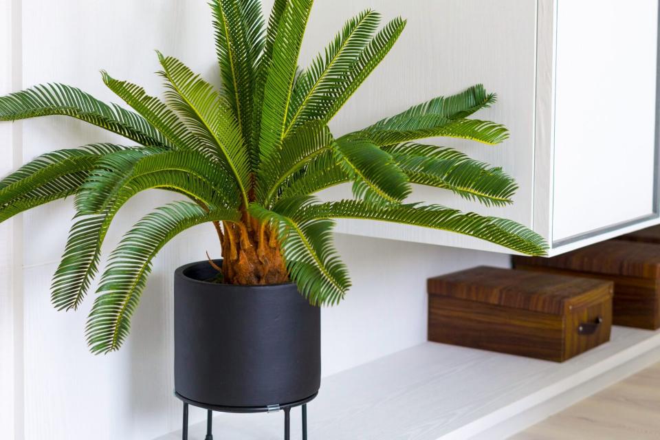 sago palm in pot on shelf