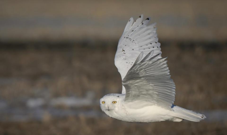 The Snowy Owls have migrated from the Arctic Circle to areas outside of Regina for the winter. 