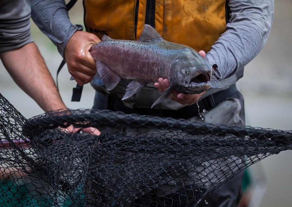 DFO: Low water levels affect salmon migration in British Columbia waters