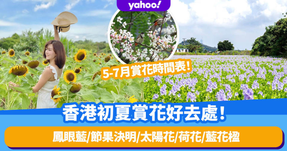 賞花地點丨香港初夏賞花好去處