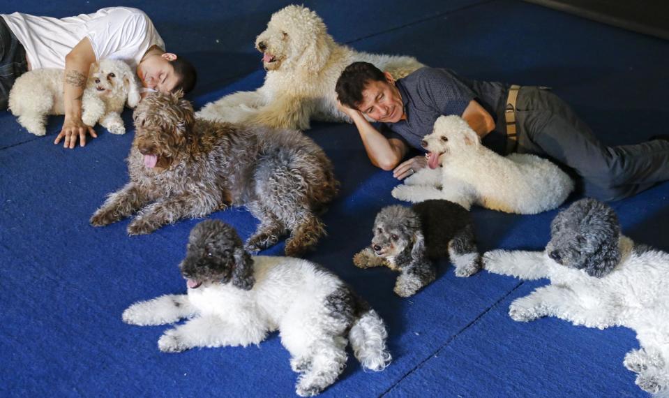 In this photo taken on Tuesday, April 22, 2014, Nicholas Olate, left, and his dad Richard relax with their performing dogs after a training session at a facility in Sorrento, Fla. Since the father and son took their 10 flipping, twirling dogs from the center ring of a circus to the stage of a reality show, where they won TV competition "America's Got Talent," people pack their performances at large venues and they have been tapped to star in short films bankrolled by Ellen DeGeneres' pet food company, one of which is set to screen at the Cannes Film Festival. (AP Photo/John Raoux)