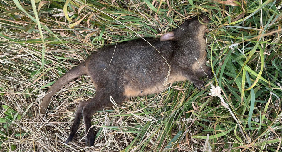 Dead pademelon on grass