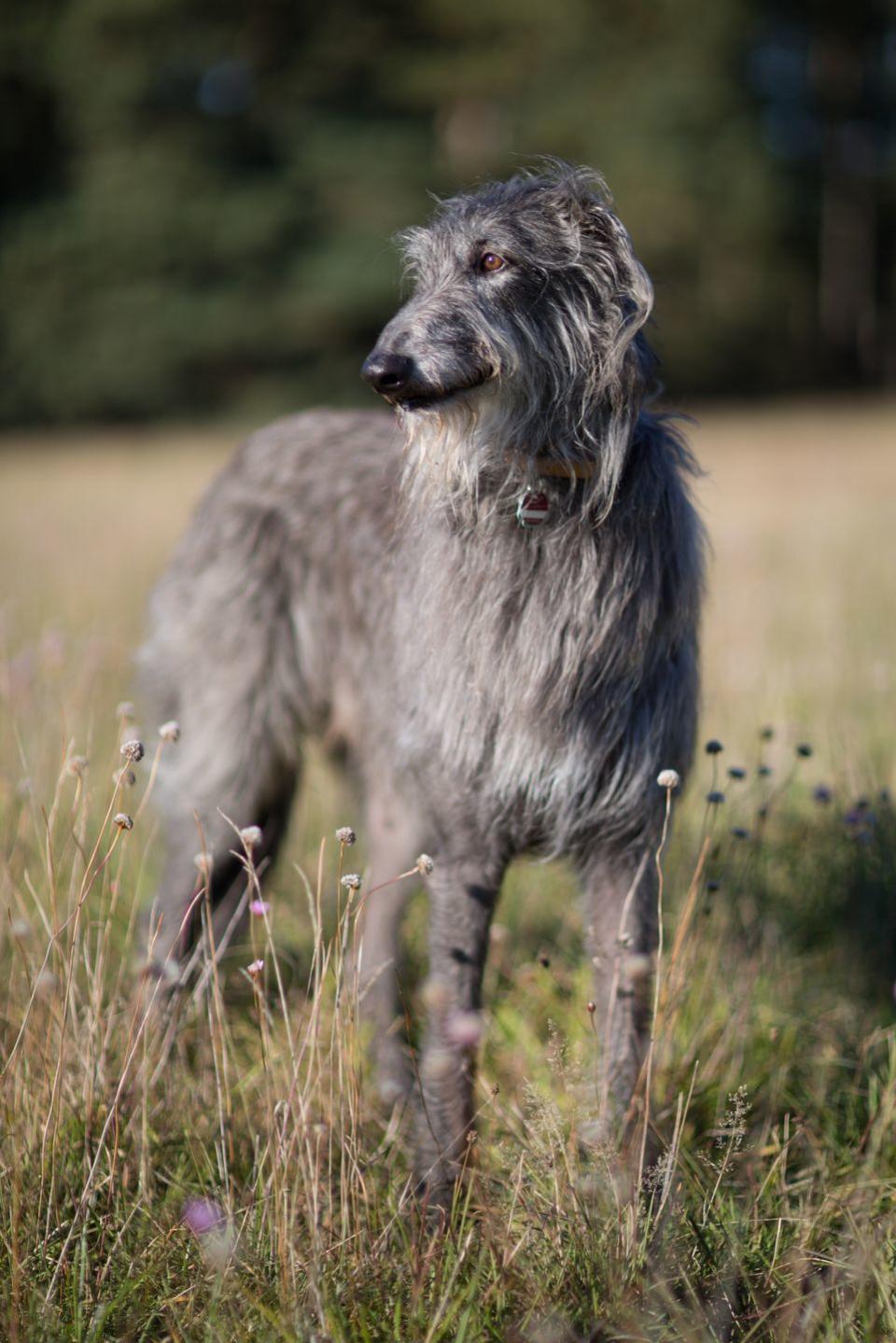 <p>Dignified Deerhounds love a good nap <em>and </em><span class="redactor-invisible-space">a good romp, with their ancestry tied to a strong hunting ability. In fact, these dogs were once so prized by by nobility that no one with a rank lower than an earl could own one. </span></p>