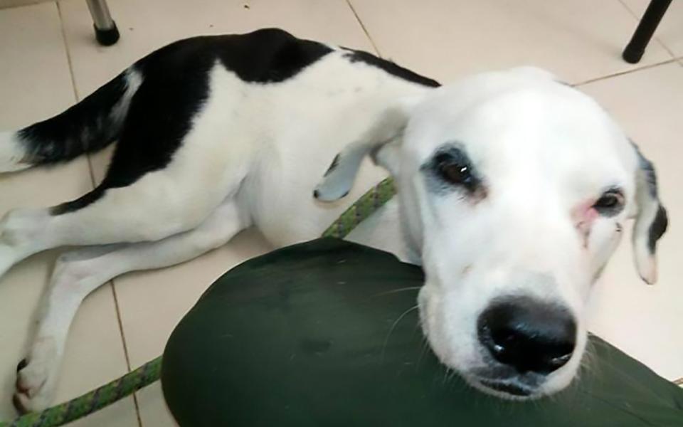 Nube Viajera, the  abandoned dog who died of a broken heart - CEN