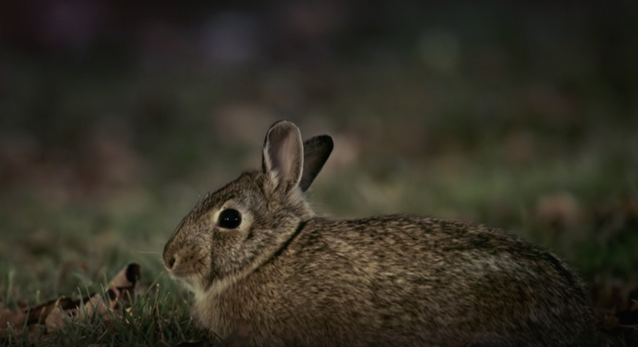 Mammals aired an unfortunate hunting scene on Easter Sunday. (BBC screengrab)