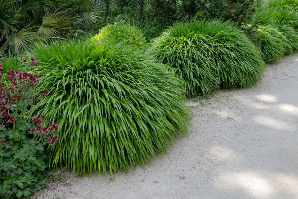 hakonechloa macra or japanese forest grass