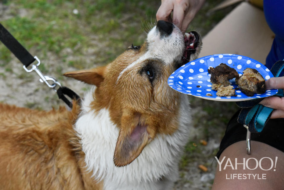 Corgi Gathering at Tanjong Beach