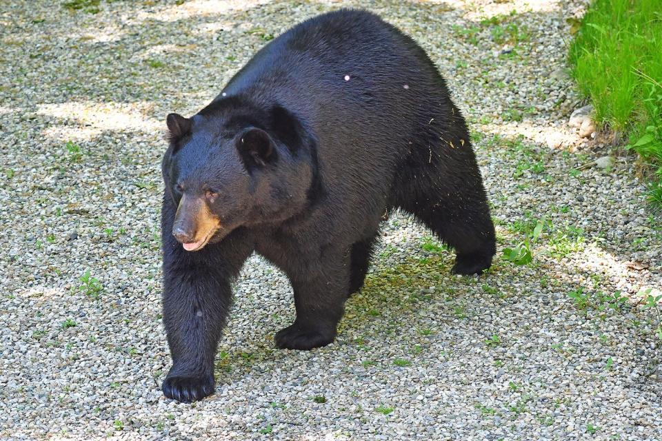 Black bear walking up a gravel driveway in the country, gnats hovering around it