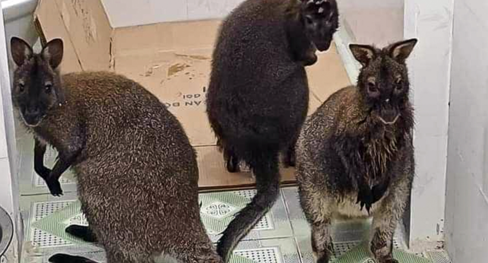 Three wallabies found in Vietnam. 