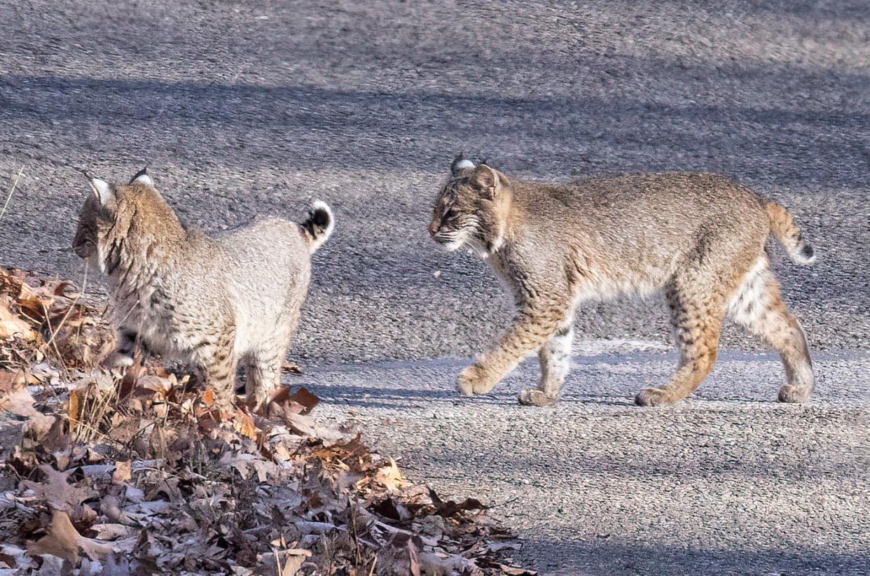 A pair of bobcat kittens watch their mother uncover a den site.