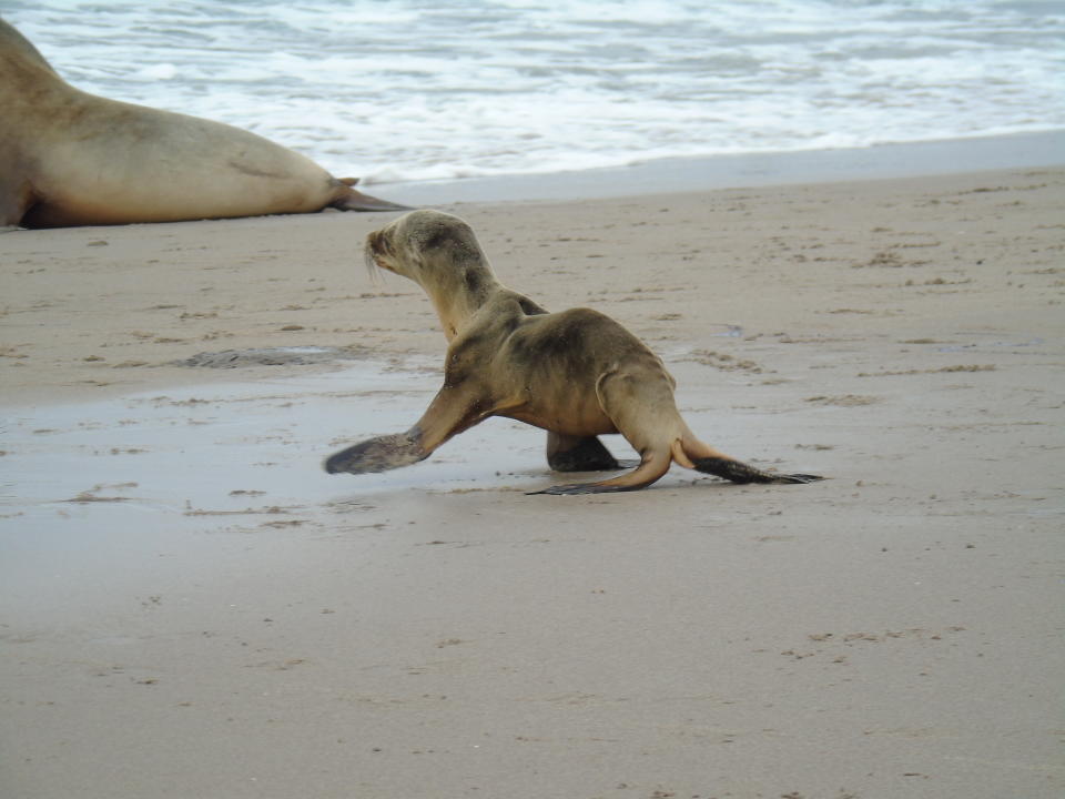 Sea lion pup