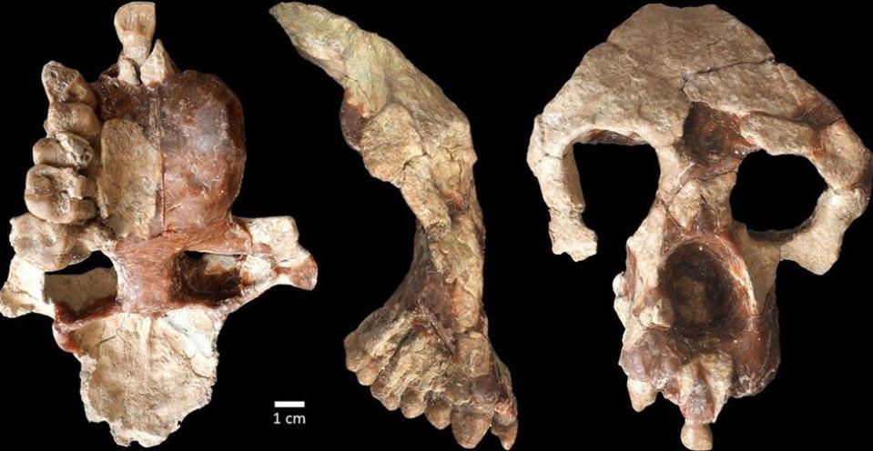 Nový případ obličeje a částečného mozku Anadoluvius turkae, fosilního hominida – skupiny, která zahrnuje africké lidoopy a lidi – z fosilního naleziště Çorakyerler v centrální Anatolii